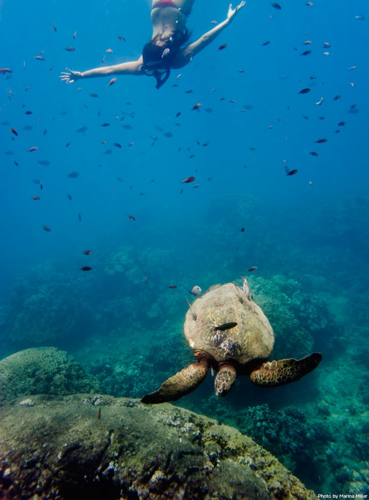 West Oahu Dolphin Tour | UnrealHawaii.com