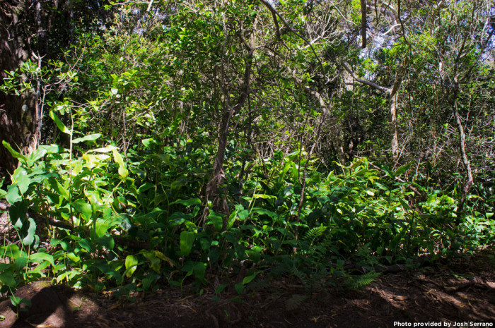 coconut rhinoceros beetle impact in hawaii